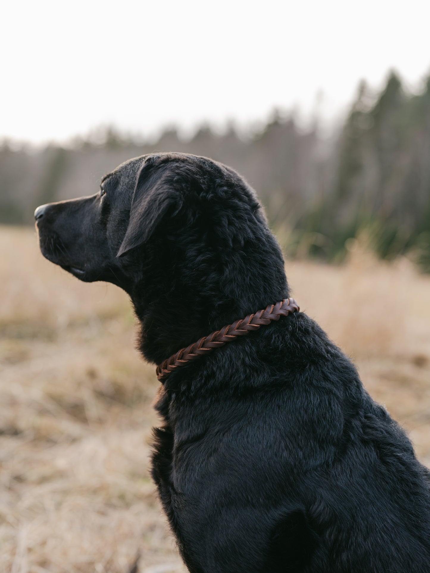 Retrieverkoppel i läder 10mm